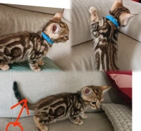 Bengal (élevage européen)