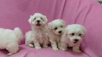 Bichon maltais nains ( élevage européen)