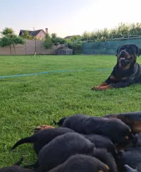 Rottweiler Allemand (élevage européen)