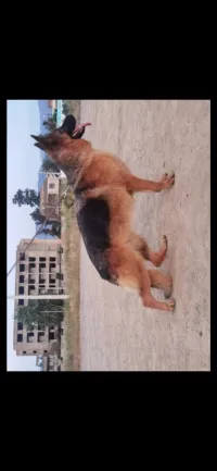 Femelle berger allemand