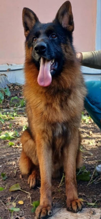 chien-berger-allemand-pedigree-el-affroun-blida-algerie