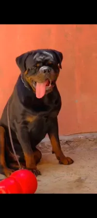 Rottweiler serb pédigrée 