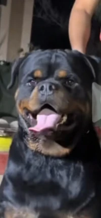 Mal et femelle  rottweiler serb