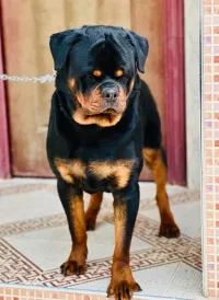 Rottweiller serb 