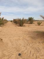 terrain-agricole-vente-biskra-oumache-algerie