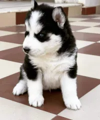 Husky wooly 