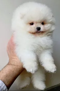  yorkshire toy - pékinois - bichon - chihuahua - spitz allemand - pomeranian - chow chow - carlin 
