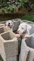 chien-dog-argentin-baraki-alger-algerie