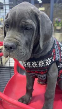 آخر-canecorso-براقي-الجزائر