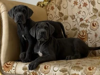 Cane corso 