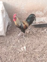 Coq de ferme