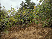 terrain-vente-blida-bougara-algerie