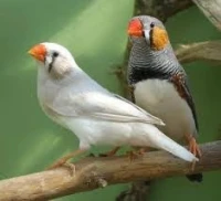 Couple, mandarin, géant
