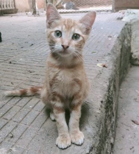 Chatons à deux adopter