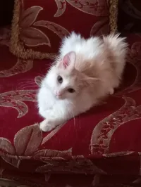 Chat à adopter 