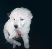 Berger blanc suisse 