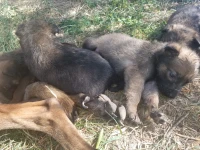 Malinois charbonnier