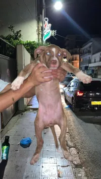 Pitbull 