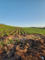 terrain-agricole-location-el-tarf-berrihane-algerie