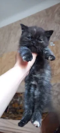 Chat persan