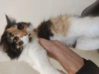 chat chirazi