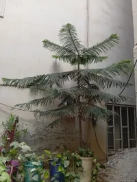Plante arrucaria origine de nouvelle Zélande 