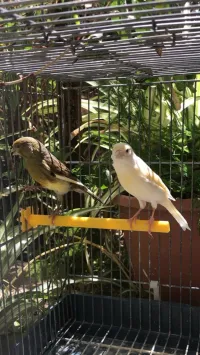 Couple canari