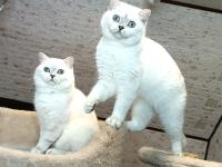 chat-british-short-hair-et-scottish-fold-hydra-alger-algerie