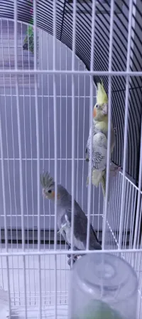 Calopsitte Couple