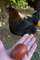 animaux-de-ferme-poule-marans-oeufs-et-poussins-hammamet-alger-algerie