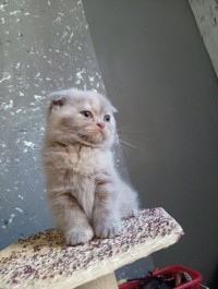 قطط-scottish-female-السحاولة-الجزائر