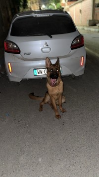 dog-berger-allemand-birtouta-alger-algeria