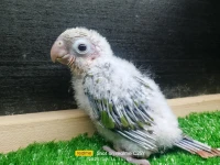 فراخ كنيور انناس تاكيل يدوي