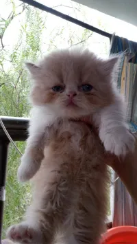 Chats persan