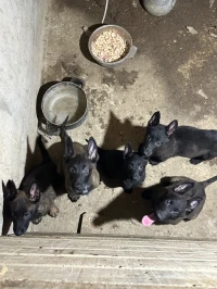 Chiot malinois bleu mexicain 