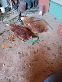دجاج 