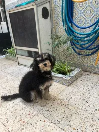 Bichon maltais dressé et propre 