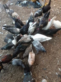 جاج عرب و بط بربر