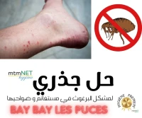 Service d'extermination des puces à mostaganem البرغوث 