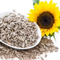 Tournesol : Graine décortiquée زريعة دوار الشمس مقشرة