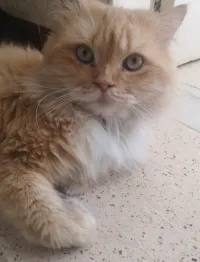 Chat persan à vendre 