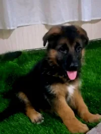 Chiot berger allemand 