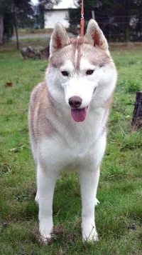 Cherche husky