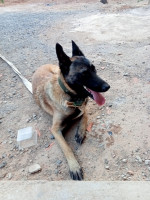 chien-malinois-femelle-chorfa-bouira-algerie