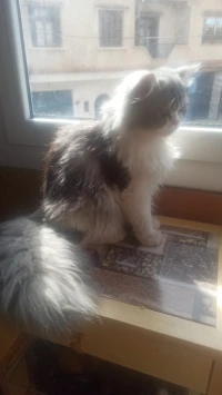 Un chat persan pour accouplement 