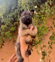 chien-جراء-مالينوا-للبيع-draria-alger-algerie