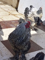 animaux-de-ferme-poules-race-sprite-bourkika-tipaza-algerie