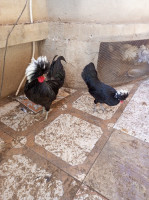 حيوانات-المزرعة-poule-de-race-padou-بورقيقة-تيبازة-الجزائر