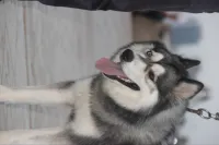 Husky sibérien 
