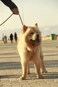Chow-chow 